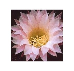 Echinopsis Oxygona (Inspiration Cactus) élixir