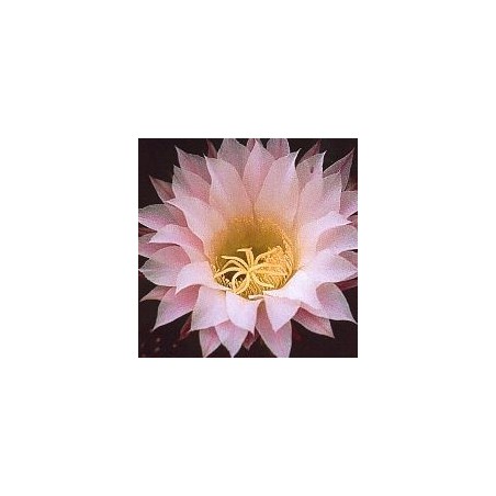 Echinopsis Oxygona* (Inspiration Cactus) élixir 15ml