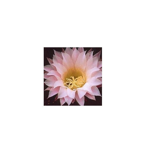 Echinopsis Oxygona (Inspiration Cactus) élixir