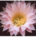 Echinopsis Oxygona (Inspiration Cactus) élixir