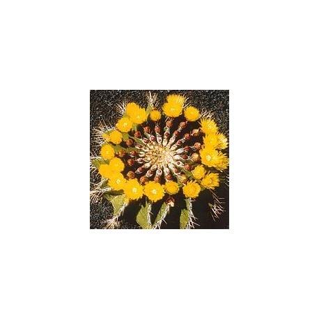 Ferocactus Schwarzii* (Self - Esteem Cactus) élixir 15ml