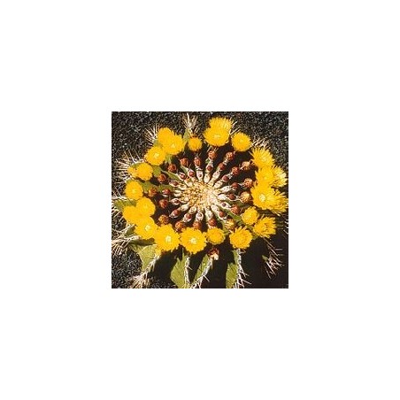 Ferocactus Schwarzii* (Self - Esteem Cactus) élixir 15ml