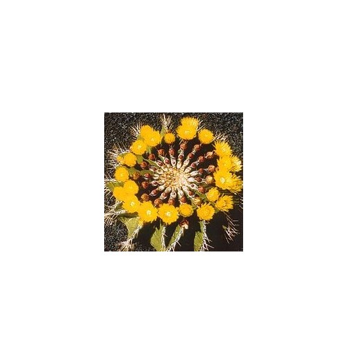 Ferocactus Schwarzii (Self - Esteem Cactus) élixir