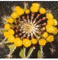 Ferocactus Schwarzii* (Self - Esteem Cactus) élixir 15ml Ferocactus Schwarzii* (Self - Esteem Cactus) élixir 15ml