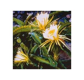 Hylocereus Undatus (Here and now cactus) élixir