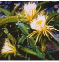 Hylocereus Undatus* (Here and now cactus) élixir 15ml Hylocereus Undatus* (Here and now cactus) élixir 15ml