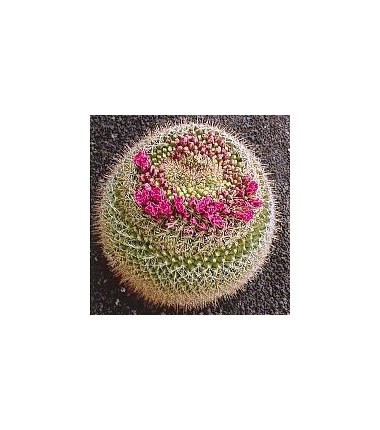 Mammillaria Rubrograndis*