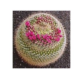 Mammillaria Rubrograndis (Formation Cactus) élixir