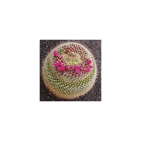 Mammillaria Rubrograndis* (Formation Cactus) élixir 15ml