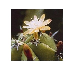 Myrtillocactus Geometrizans (Blueberry Cactus) élixir