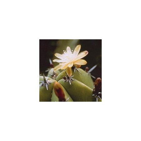 Myrtillocactus Geometrizans* (Blueberry Cactus) élixir 15ml
