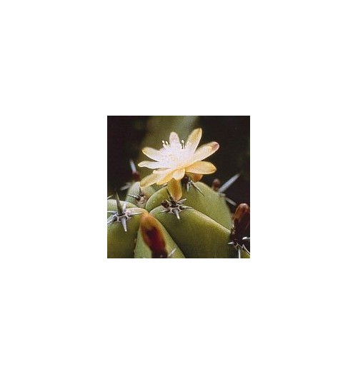 Myrtillocactus Geometrizans (Blueberry Cactus) élixir