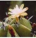 Myrtillocactus Geometrizans* (Blueberry Cactus) élixir 15ml