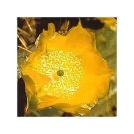 Opuntia Cardiosperma*