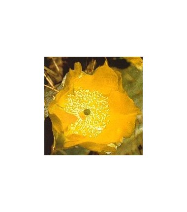 Opuntia Cardiosperma* (Joyful Opuntia Cactus) élixir 15ml