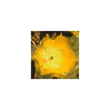 Opuntia Cardiosperma* (Joyful Opuntia Cactus) élixir 15ml