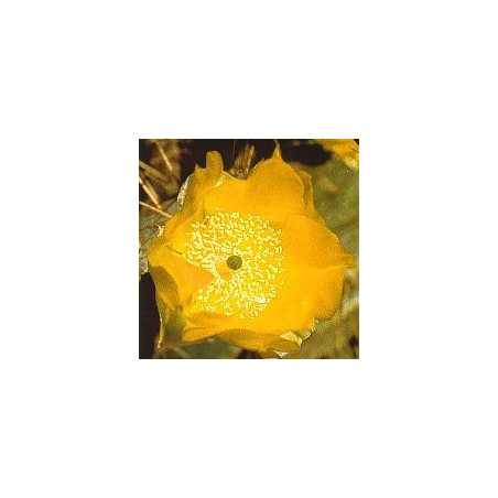 Opuntia Cardiosperma*