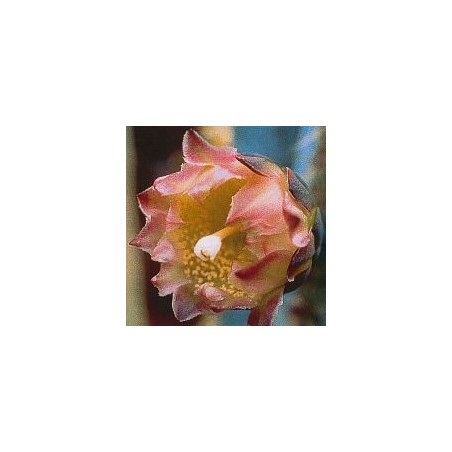 Pilosocereus Pachycladus* (Inside / Outside Cactus) élixir 15ml
