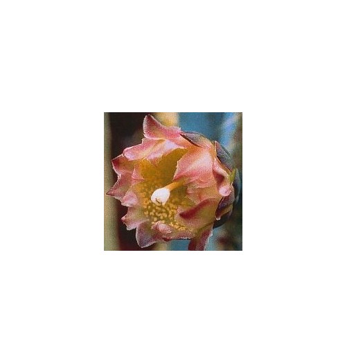 Pilosocereus Pachycladus (Inside / Outside Cactus) élixir