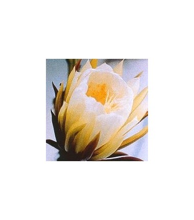 Silenicereus Grandiflorus* (Queen of the night cactus) élixir 15ml