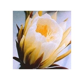 Silenicereus Grandiflorus (Queen of the night cactus) élixir