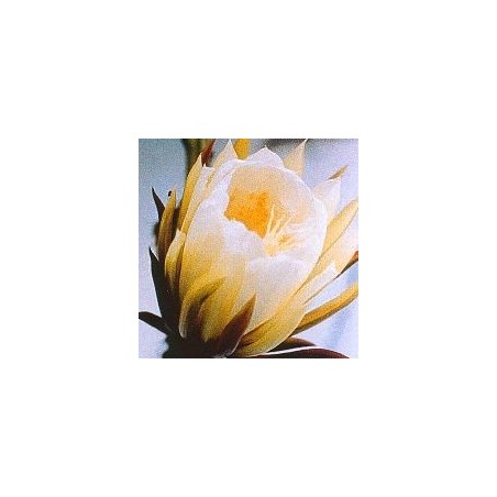 Silenicereus Grandiflorus* (Queen of the night cactus) élixir 15ml