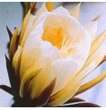 Silenicereus Grandiflorus* (Queen of the night cactus) élixir 15ml Silenicereus Grandiflorus* (Queen of the night cactus) élixir 15ml