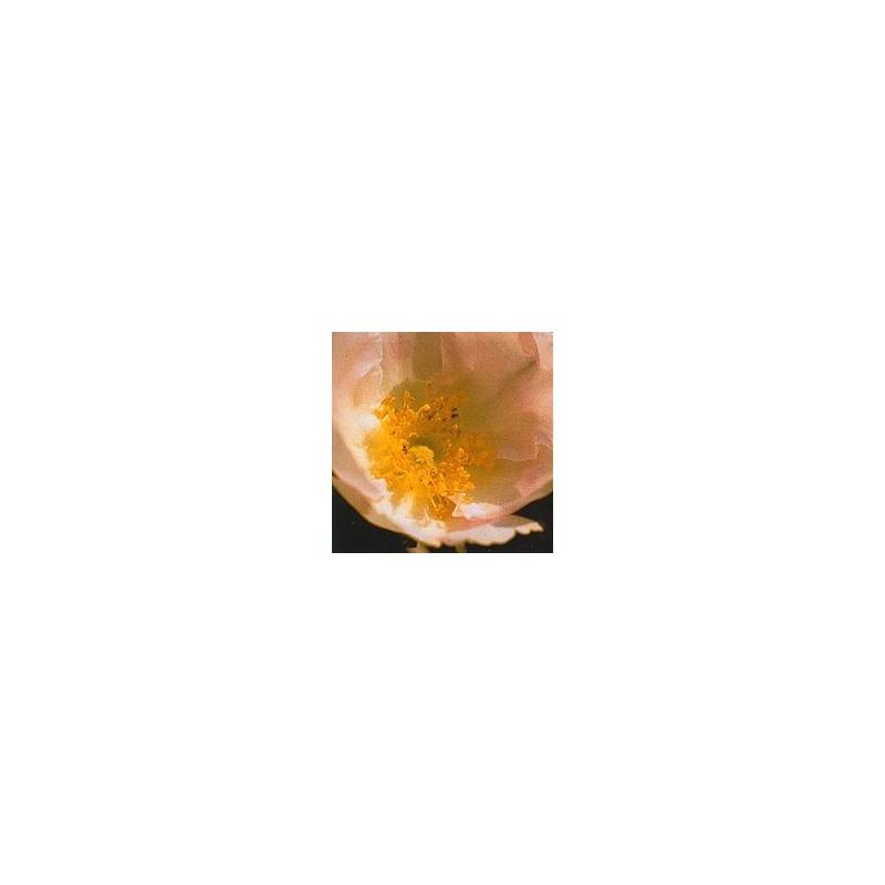 Rose du Japon* Rose du Japon*