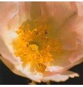 Rose du Japon* Rose du Japon*