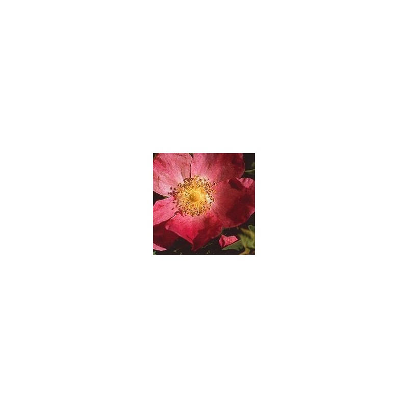 Rose Cannelle* Rose Cannelle*