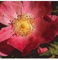 Rose Cannelle* Rose Cannelle*