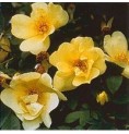 Rose Pimprenelle élixir
