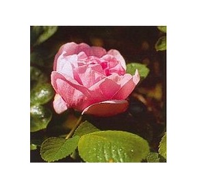 Rose Rugueuse Sarah Von Fleet*