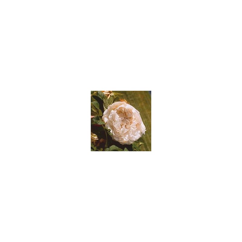 Rose Rugueuse Souvenir de Philémon Cochet* Rose Rugueuse Souvenir de Philémon Cochet*