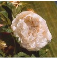 Rose Rugueuse Souvenir de Philémon Cochet élixir