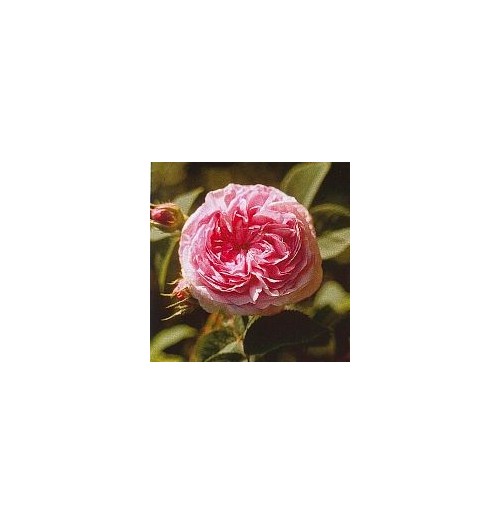 Green Rose Rose Verte*