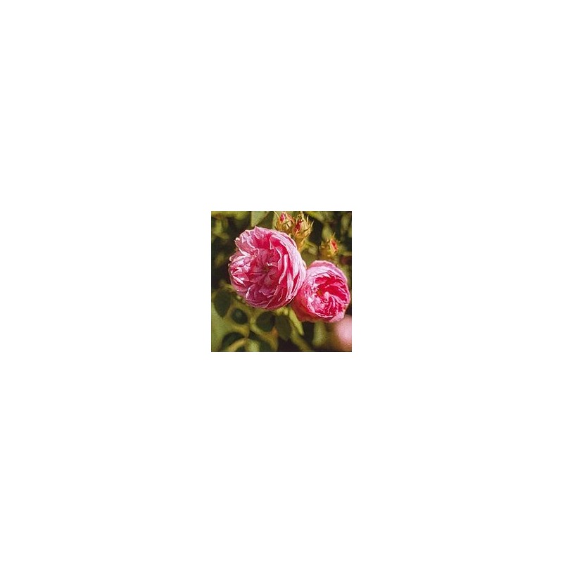 Rose Provence* Rose Provence*