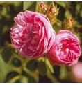 Rose Provence* Rose Provence*
