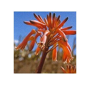 Aloes*