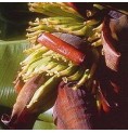 Banane*