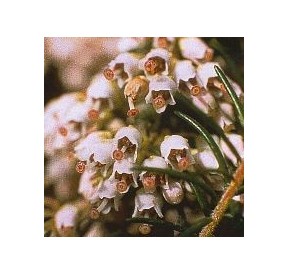 Bruyère Arborescente*