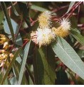Eucalyptus* Eucalyptus*