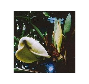 Monstera Délicieux*