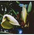 Monstera Délicieux élixir