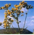 Laiteron*