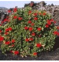 Géranium*