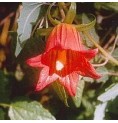 Campanule Grimpante des Canaries* Campanule Grimpante des Canaries*