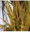 Noix de Coco élixir