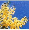 Mimosa* Mimosa*