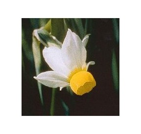 Narcisse Bulbocodium*